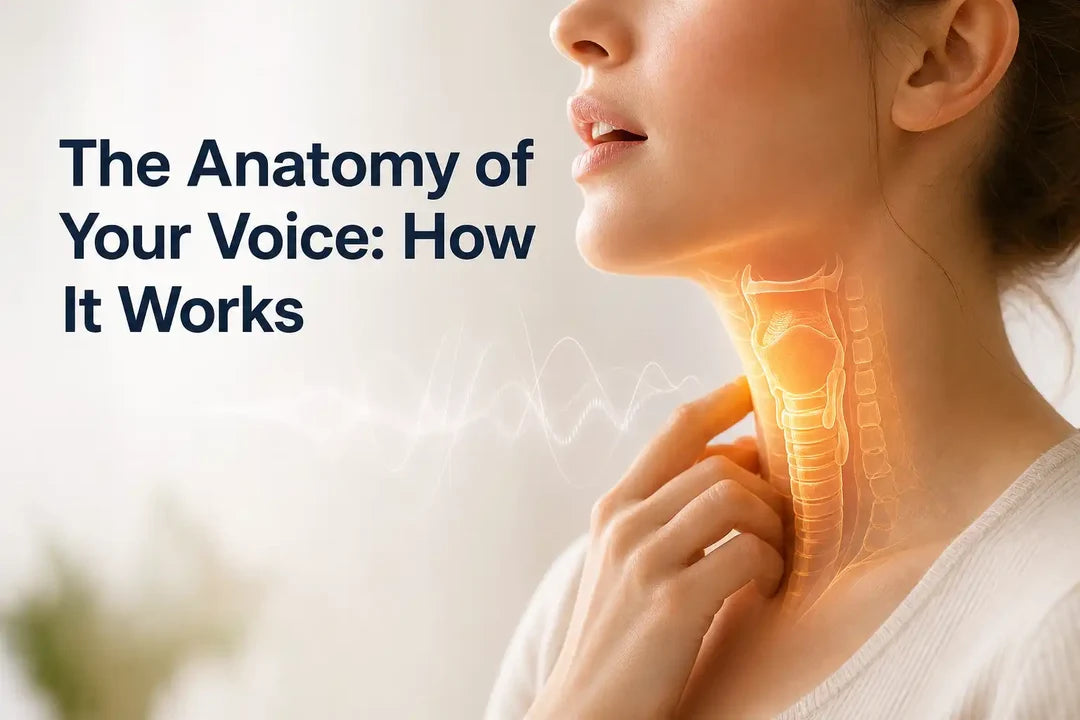 The Anatomy of Your Voice How It Works